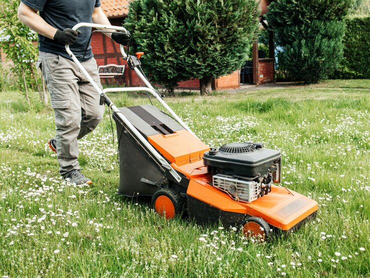 Rasenmähen im Frühling? Diese Pflanze gibt das Startsignal